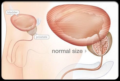 Prostate gland